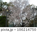 山桜・見事 100214750