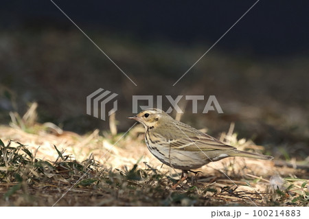 生き物 野鳥 ビンズイ、冬には暖地に移動する漂鳥。日本のほか東アジア