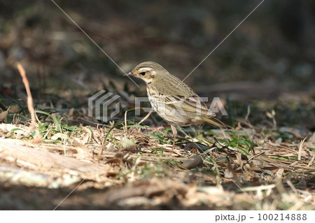 生き物 野鳥 ビンズイ、冬には暖地に移動する漂鳥。背中は緑色がかった茶色に黒褐色の点々 生き物 野鳥 ビンズイ、冬には暖地に移動する漂鳥。背中は緑色がかった茶色に黒褐色の点々 100214888