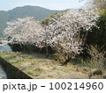 山桜・見事・綺麗 100214960