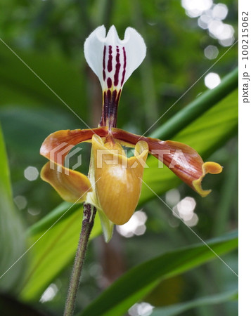パフィオペディルム・グラトリキシアナム Paphiopedilum gratrixianum パフィオペディルム・グラトリキシアナム Paphiopedilum gratrixianum 100215062