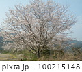 山桜・見事・見ごろ 100215148