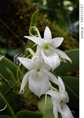 アングレカム・レオニス Angraecum leonis（洋ランの原種）の写真素材