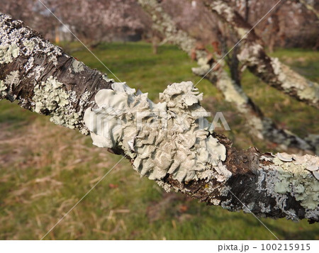 梅の枝に発生した地衣類「ウメノキゴケ」 梅の枝に発生した地衣類「ウメノキゴケ」 100215915