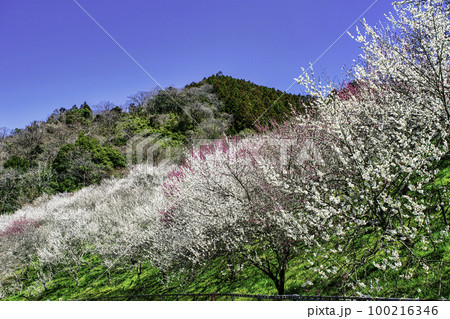 東京都　八王子市　高尾梅郷　木下沢梅林（こげさわばいりん) 100216346