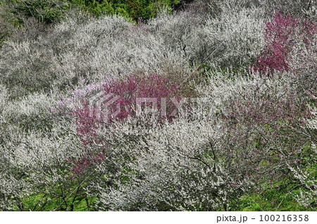 東京都　八王子市　高尾梅郷　木下沢梅林（こげさわばいりん) 100216358