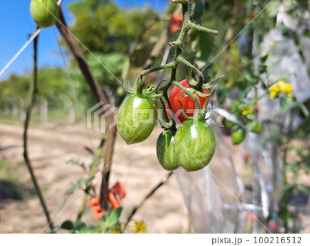 Cherry tomatoes hang from the end of the vine. They come in green and red. Cherry tomatoes hang from the end of the vine. They come in green and red. 100216512