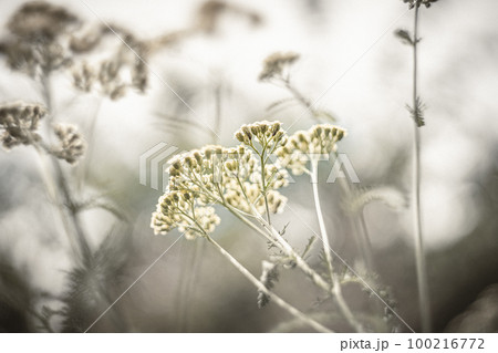 黄金色の花 100216772