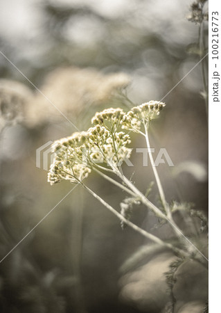 黄金色の花 100216773