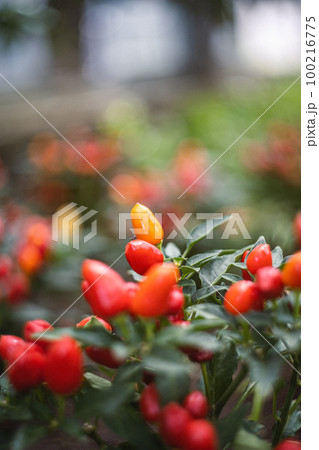観賞用トウガラシ 100216775