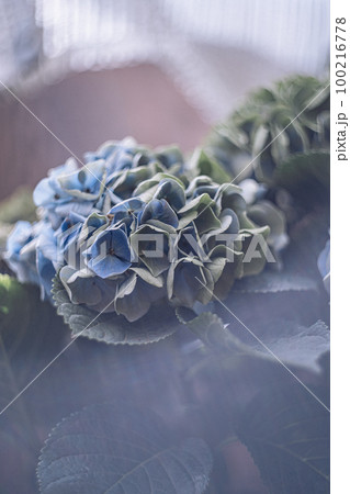 ハーブ庭園旅日記富士河口湖園の紫陽花 100216778