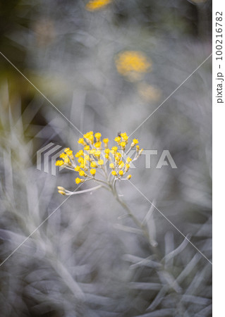 カレープラント カレープラント 100216782