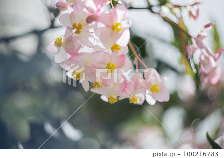 ハーブ庭園旅日記富士河口湖園の花 100216783