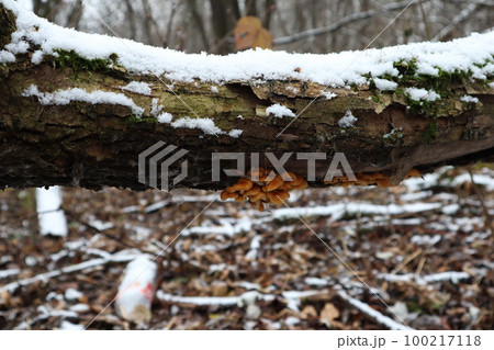 tree covered with moss, winter forest atmosphere	 100217118