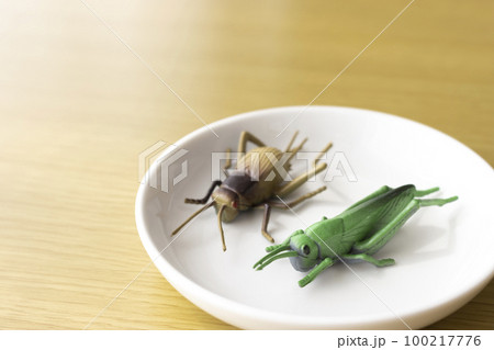 お皿に乗せた玩具の2匹の昆虫。昆虫食イメージ お皿に乗せた玩具の2匹の昆虫。昆虫食イメージ 100217776