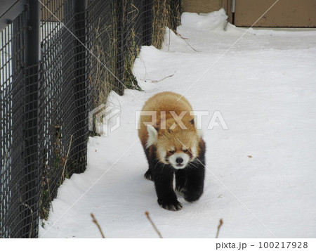 シセンレッサーパンダ 100217928