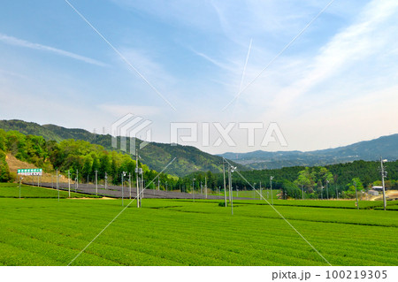 新芽の伸びる宇治茶の茶畑を見渡す～緑茶(煎茶)発祥の地、京都宇治田原町にて 100219305
