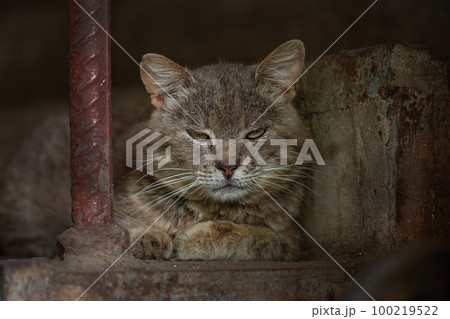 Protection of stray abandoned animals. Protection of stray abandoned animals. 100219522