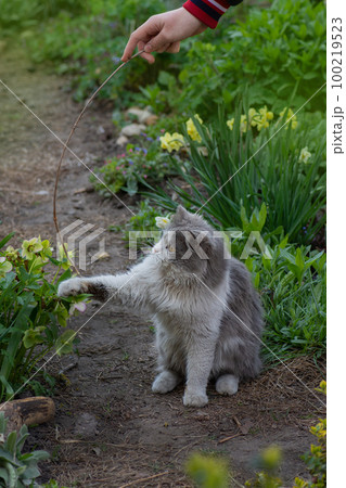 Beautiful cat in the hands of a girl outdoors. Beautiful cat in the hands of a girl outdoors. 100219523