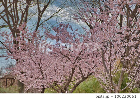 春先取りの玉縄桜 春先取りの玉縄桜 100220061