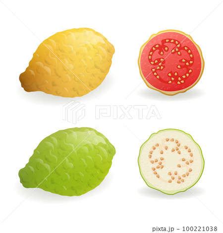 Green and yellow Guava fruits vector illustration. 100221038