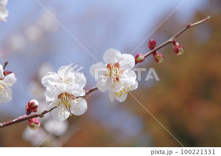 白い梅の花 100221331
