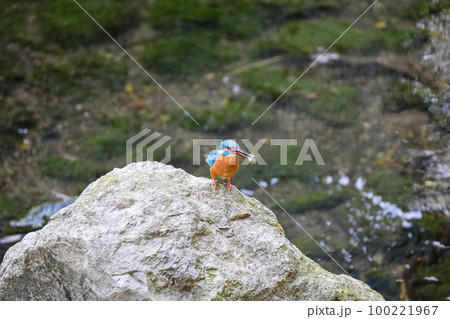 ザリガニを咥えた翡翠　餌を咥えたカワセミ 100221967