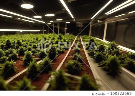 Marijuana farm. Martian Cannabis plant in curative cannabis weed farm for medical cannabis product . The indoor agriculture farm on Mars 100222669