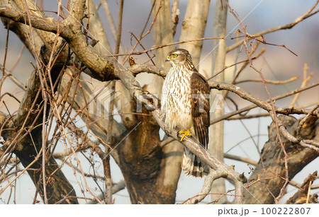 眼光の鋭い猛禽類　オオタカの幼鳥 100222807