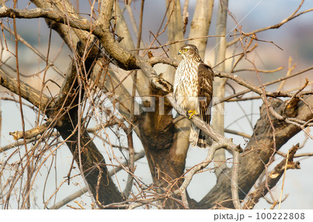 眼光の鋭い猛禽類　オオタカの幼鳥 100222808