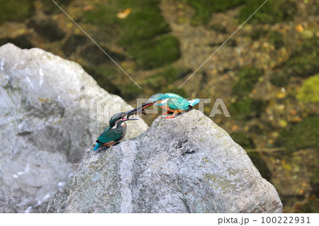 雛に給餌する翡翠　カワセミの親子 100222931