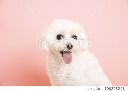 ピンクバックと微笑むマルチーズのCOCO 100223248