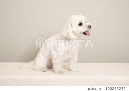 微笑むマルチーズのCOCO 100223272