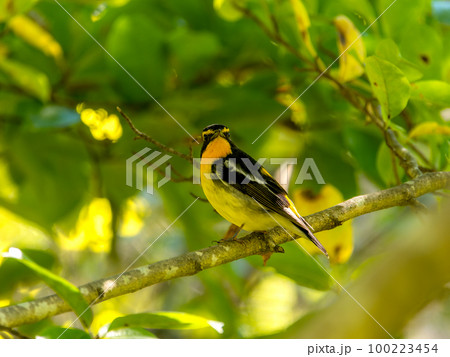 神戸森林植物園のキビタキ・オス 100223454