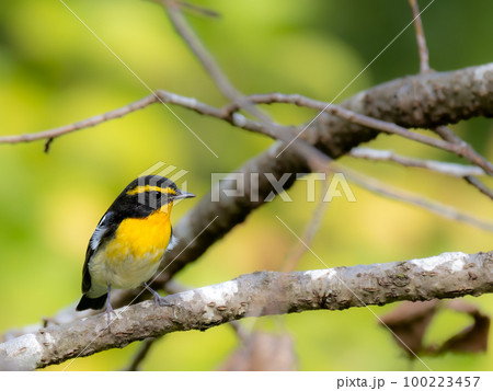 神戸森林植物園のキビタキ・オス 100223457