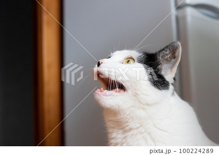 White cat with black ear meows closeup 100224289