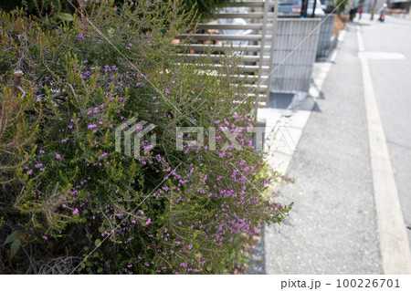 小さなピンクのつぼ型の花「ジャノメエリカ」 小さなピンクのつぼ型の花「ジャノメエリカ」 100226701