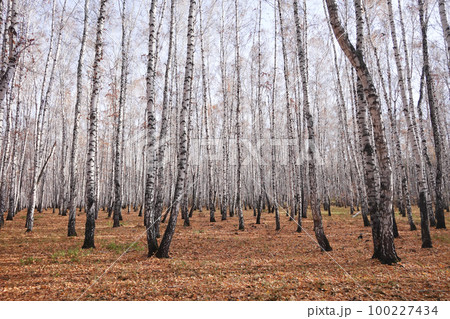 Beautiful forest 100227434