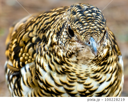 六甲山のトラツグミ 100228219