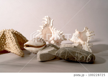 Abstract minimalistic scene with geometric shapes, shells and stones. Podium on a light background with shadows. product presentation, layout, demonstration of a cosmetic product, podium, stage Abstract minimalistic scene with geometric shapes, shells and stones. Podium on a light background with shadows. product presentation, layout, demonstration of a cosmetic product, podium, stage 100228725