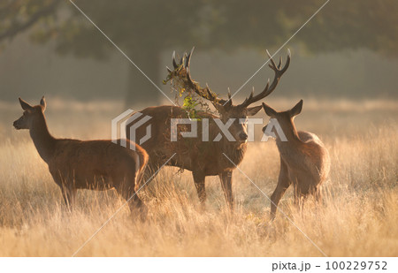 Close up of a Red Deer stag with hinds during rutting season at sunrise Close up of a Red Deer stag with hinds during rutting season at sunrise 100229752