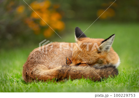 Close up of a sleeping red fox with a butterfly perched on a nose Close up of a sleeping red fox with a butterfly perched on a nose 100229753