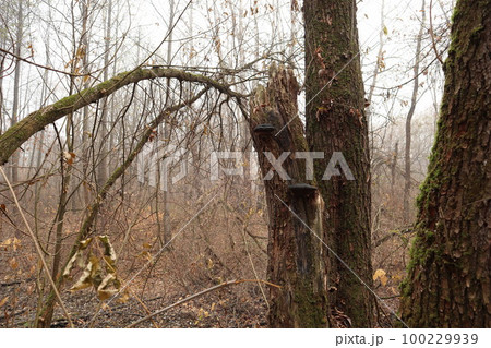 Fungusi on a moss tree in the autumn forest 100229939