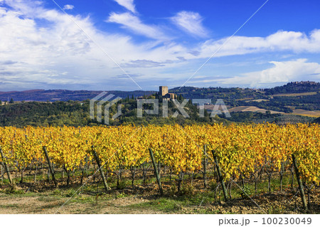Italy, Toscana scenery . Golden vineyards of Tuscany. panorama of medieval castle and yellow grapewines. Italy, Toscana scenery . Golden vineyards of Tuscany. panorama of medieval castle and yellow grapewines. 100230049