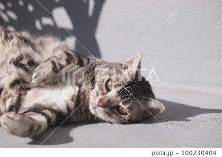 ベランダで寛ぐ猫　上半身アップ 100230404