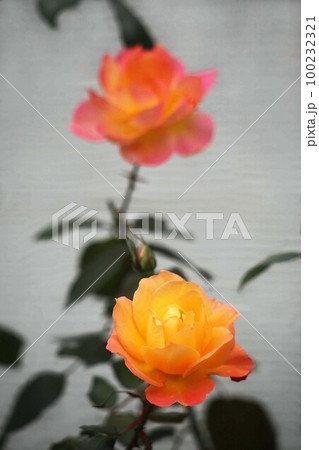 晩秋まで咲いた、アンネのバラ 晩秋まで咲いた、アンネのバラ 100232321