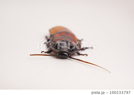 a large hissing Madagascar cockroach on a white surface. a large hissing Madagascar cockroach on a white surface. 100233797