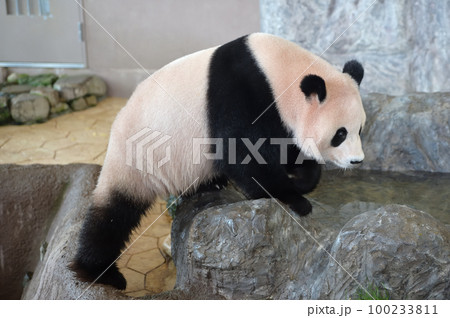 お散歩中の陽浜 お散歩中の陽浜 100233811