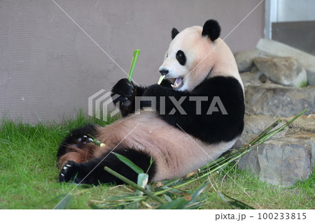 おいしそうに竹を食べる陽浜 100233815