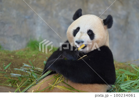 おいしそうに竹を食べる優浜 100234061